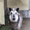 カモシカの視線の画像