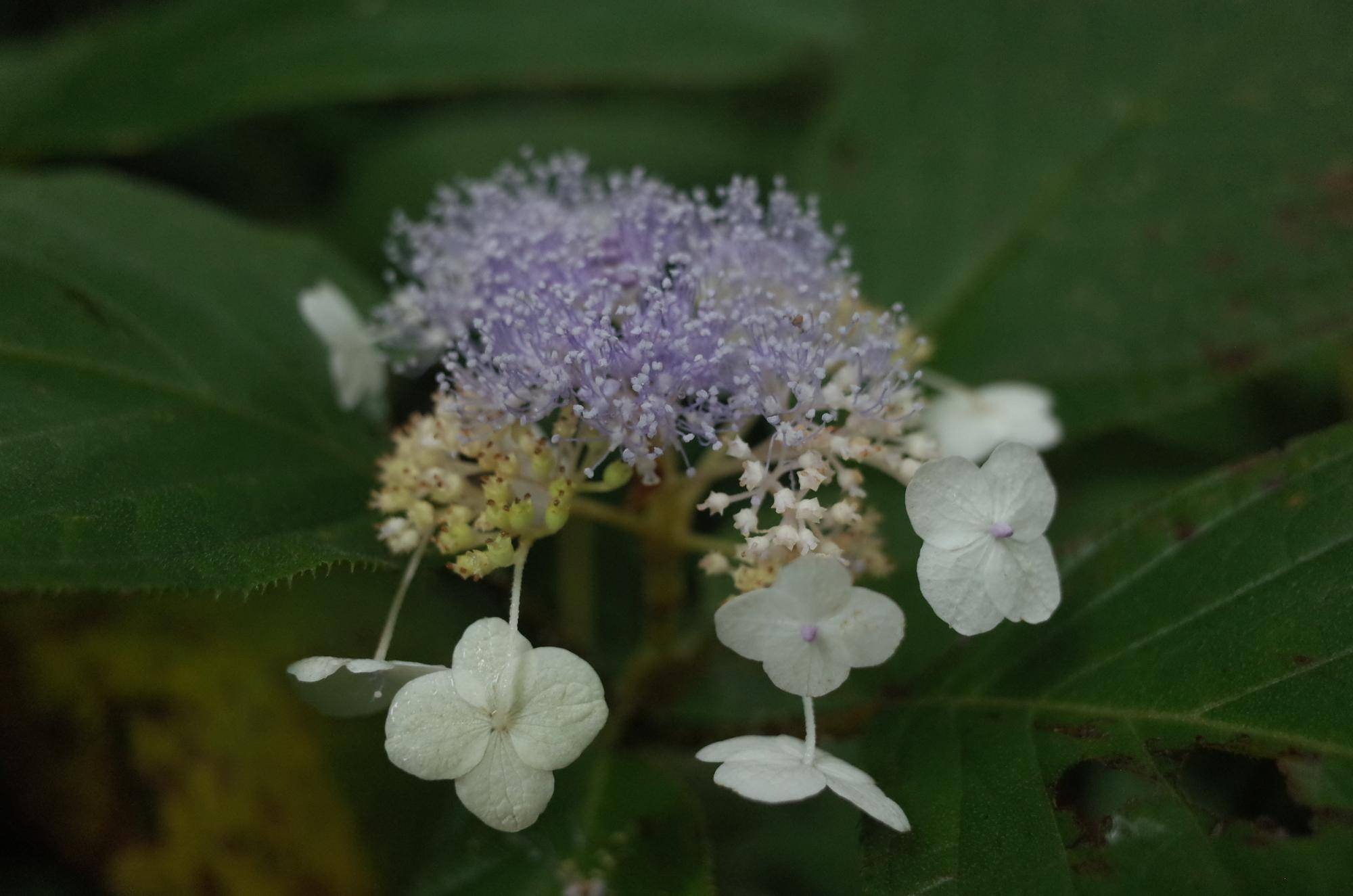 金沢自然公園しだの谷でタマアジサイの花が咲き始めましたの写真