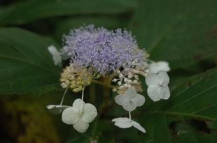 金沢自然公園しだの谷でタマアジサイの花が咲き始めました