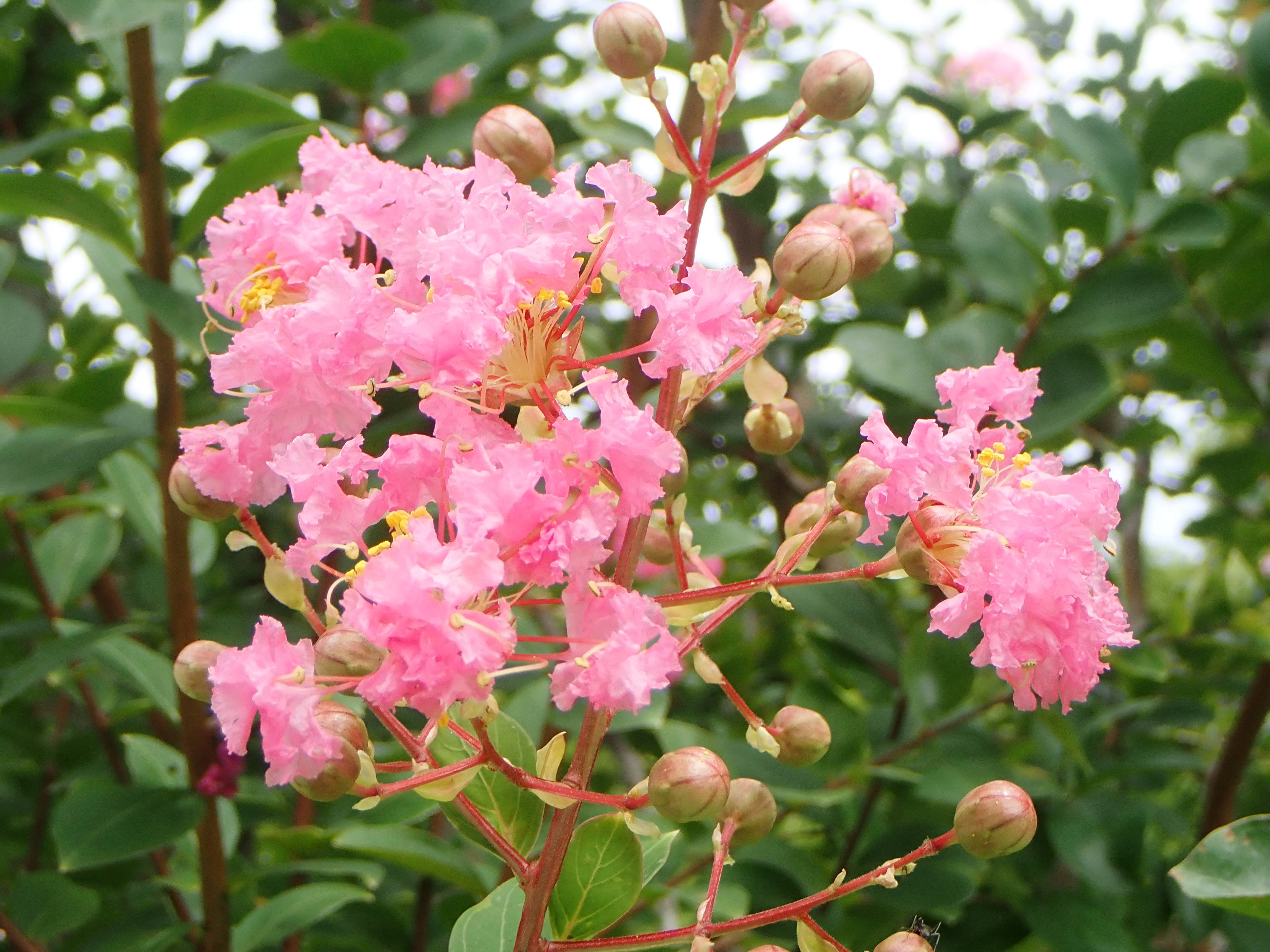 【植物】季節の花情報  令和８年8月中旬の写真