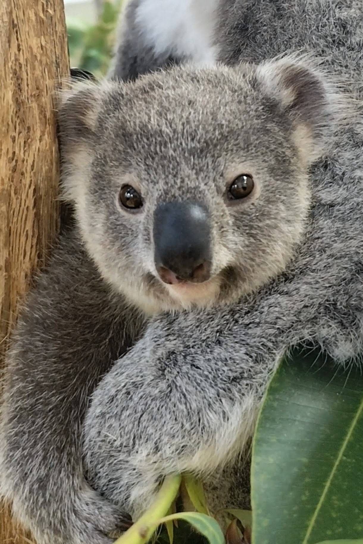 キクタローですの写真