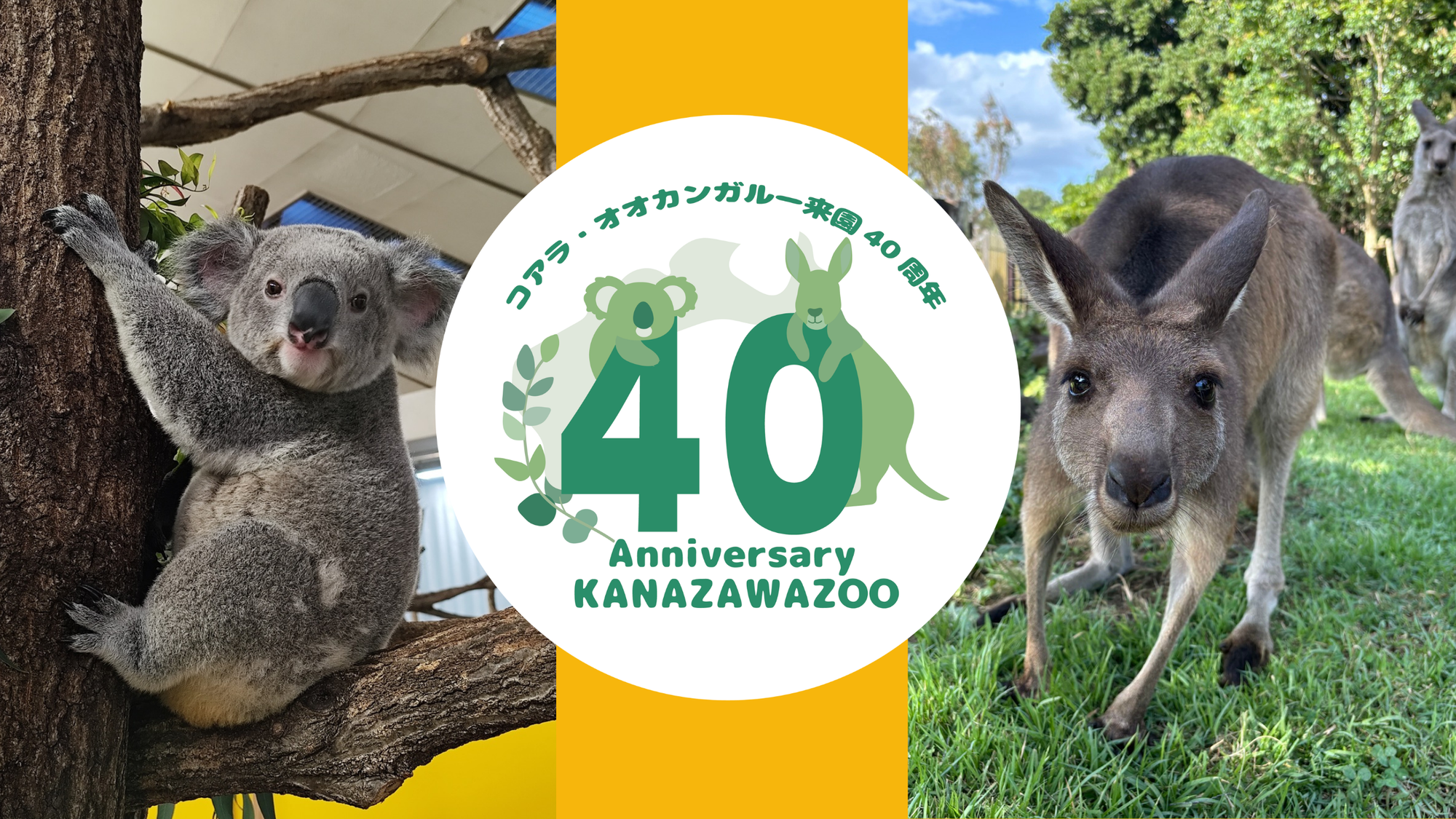 【事前申し込み企画あり】コアラ・オオカンガルー来園40周年イベント🐨🦘の写真
