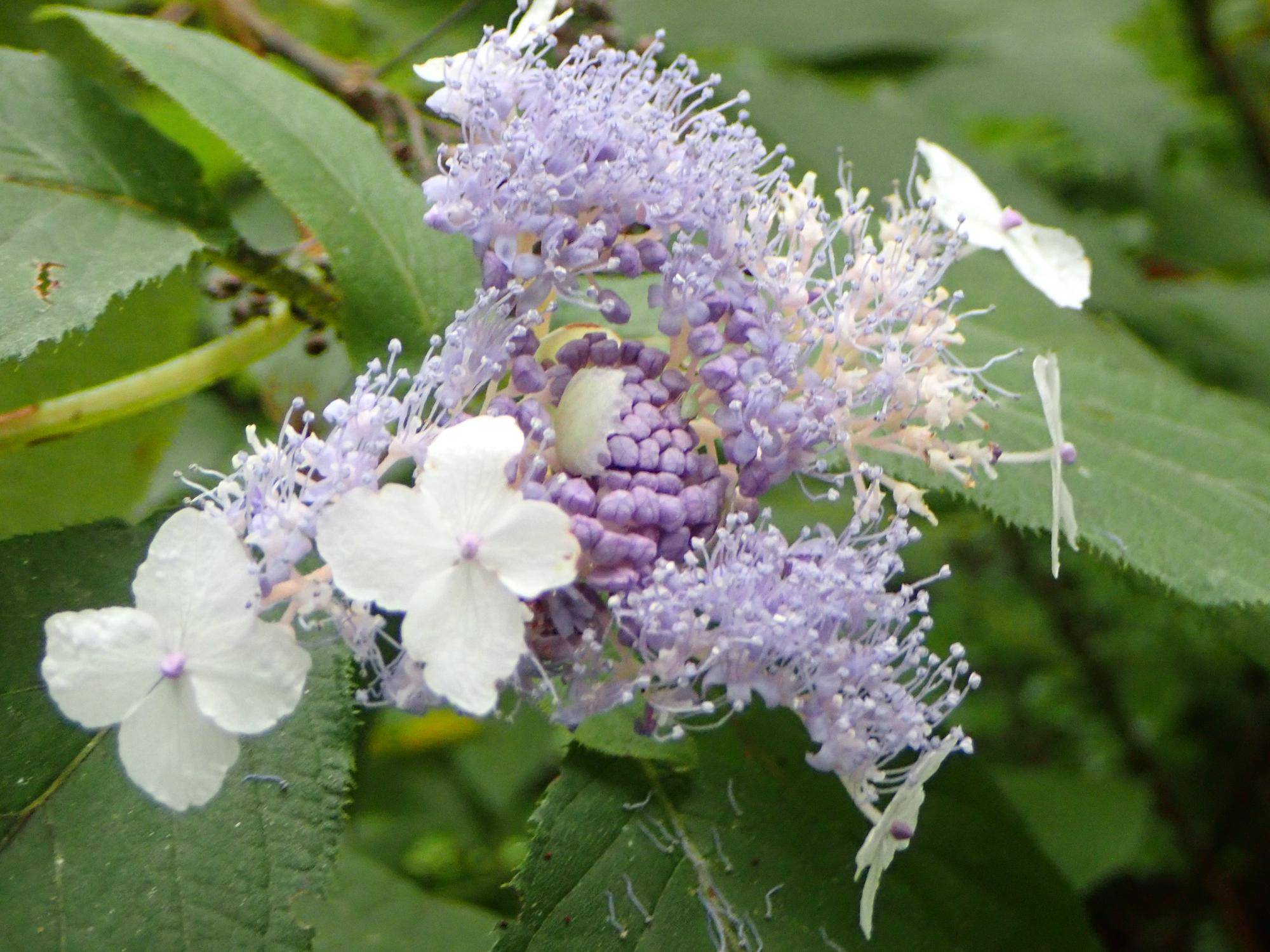 【植物🌸🍃】季節の花情報  令和８年9月上旬の写真
