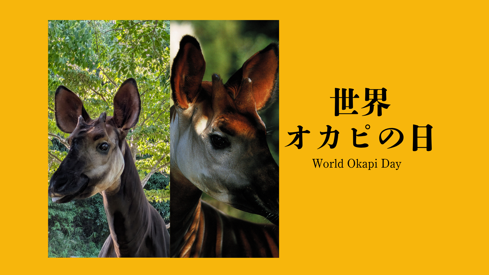 「世界オカピの日」World Okapi Day 2026の写真