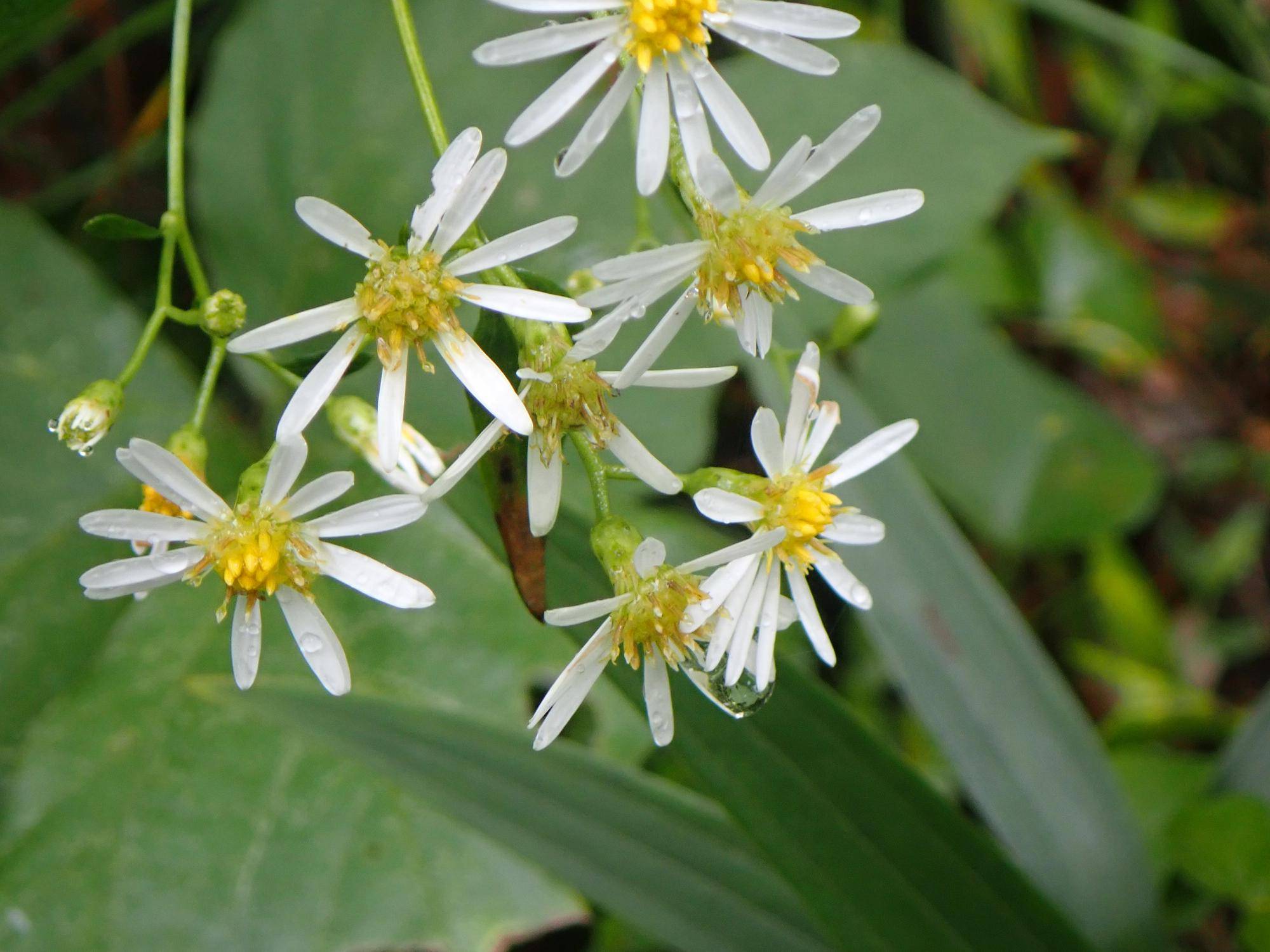 【植物🌸🍃】季節の花情報  令和８年9月中旬の写真