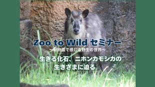 【参加者募集】Zoo to Wild セミナー～動物園で感じる野生の世界～「生きる化石、ニホンカモシカの生きざまに迫る」