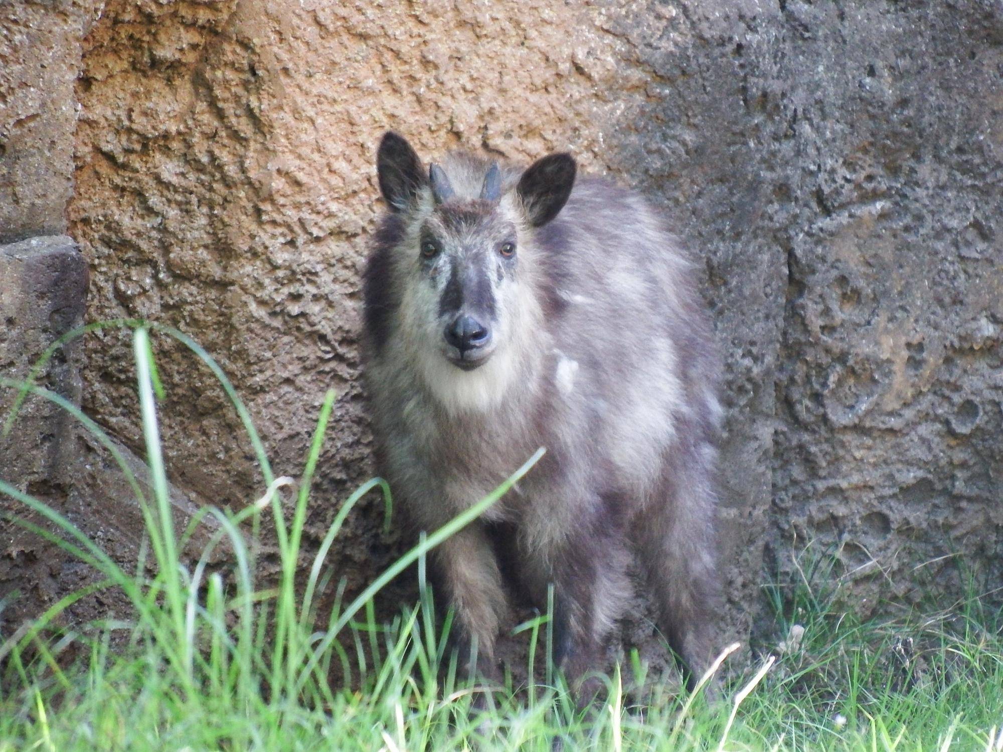 【参加者募集】Zoo to Wild セミナー～動物園で感じる野生の世界～「生きる化石、ニホンカモシカの生きざまに迫る」の写真