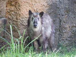 【参加者募集】Zoo to Wild セミナー～動物園で感じる野生の世界～「生きる化石、ニホンカモシカの生きざまに迫る」の画像