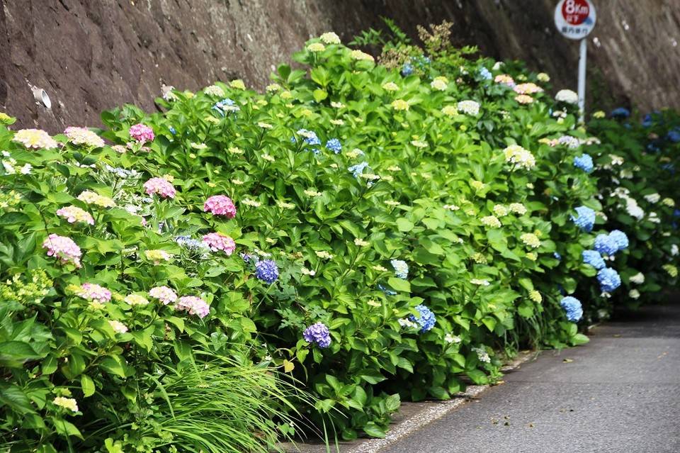 正面口.jpg