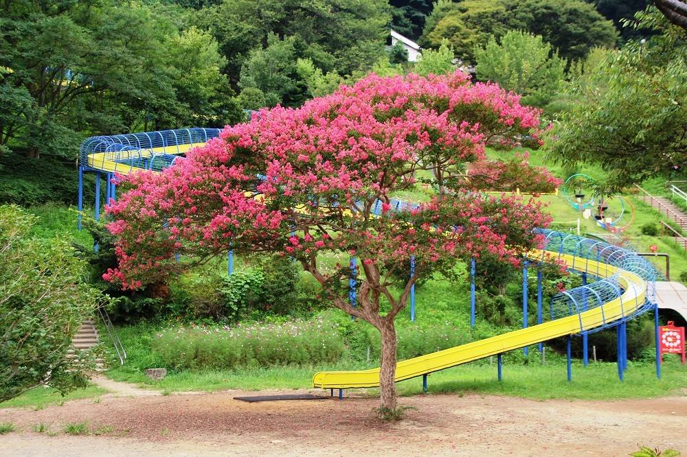 180828-hana1 (1).jpg