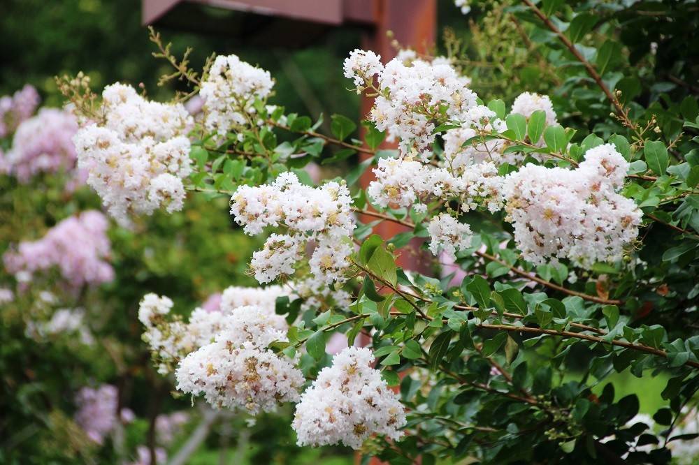 180828-hana1 (2).jpg