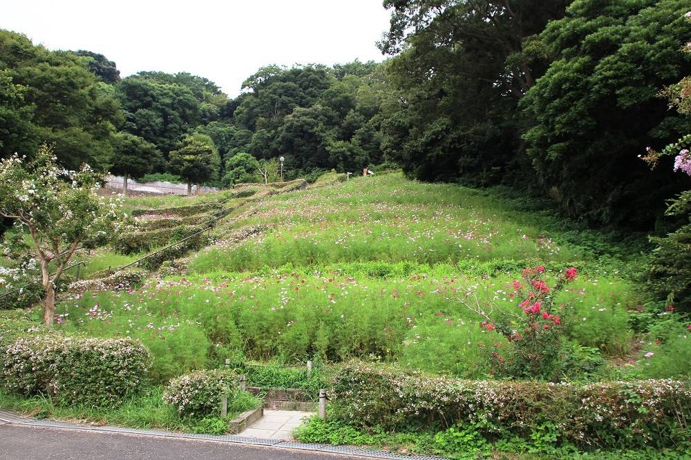 180828-hana1 (3).jpg