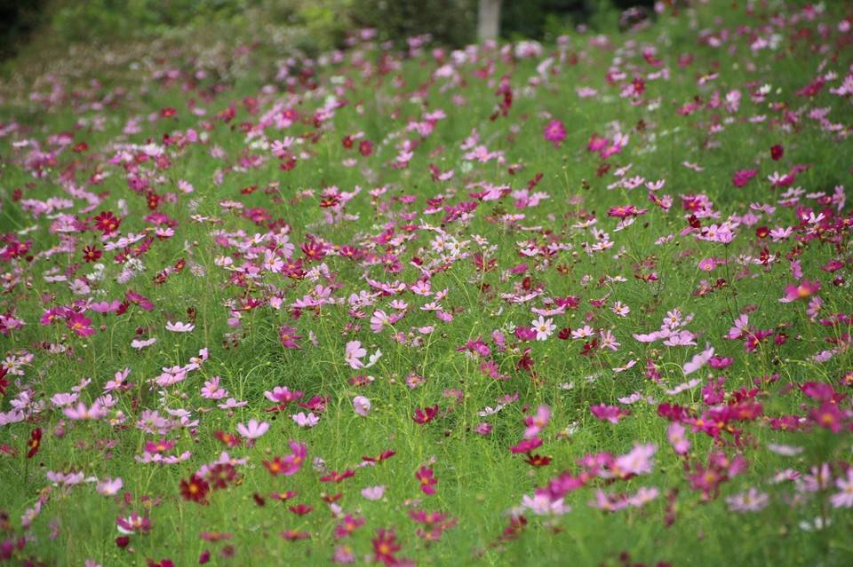 180828-hana1 (4).jpg