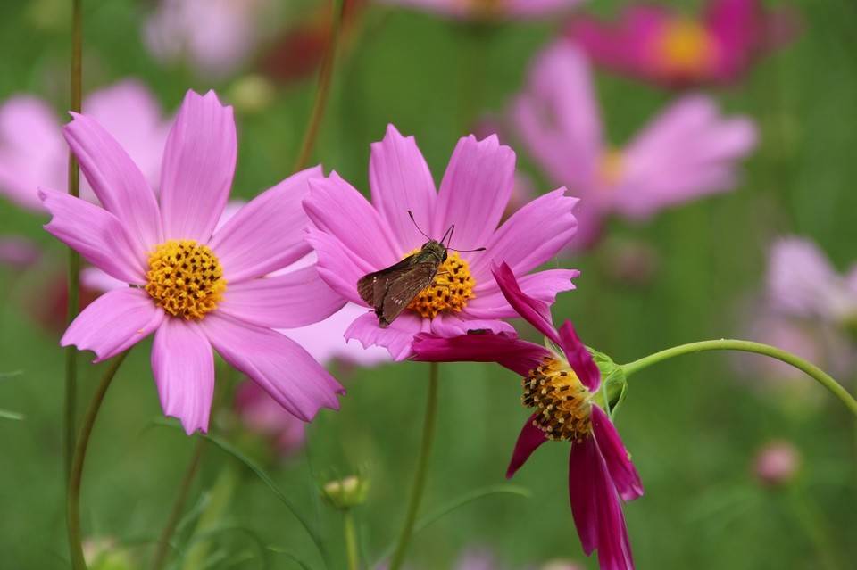 180828-hana1 (5).jpg