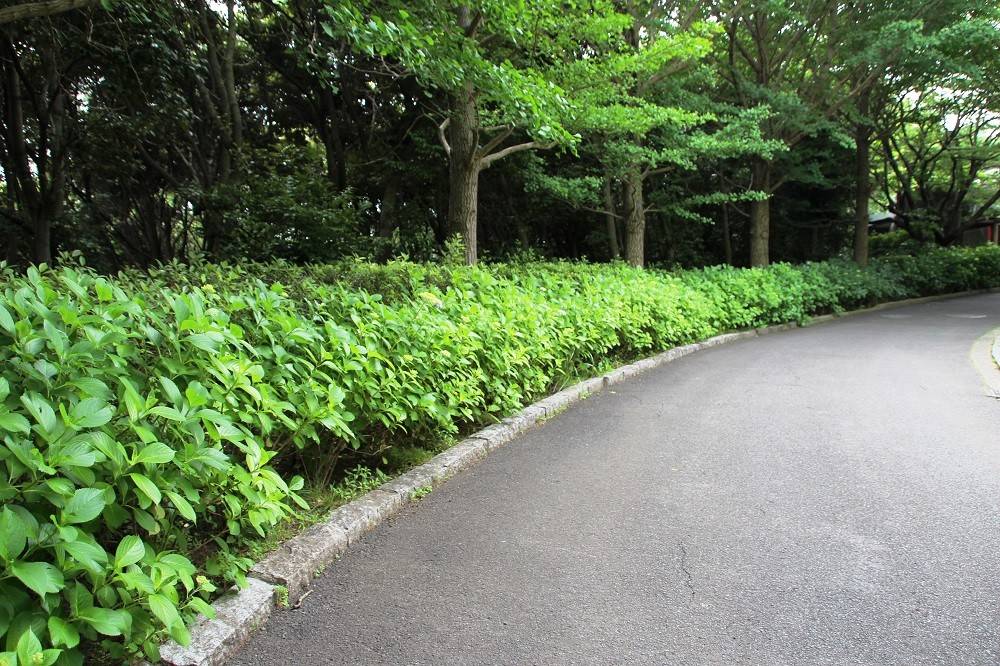 シカ前.jpg