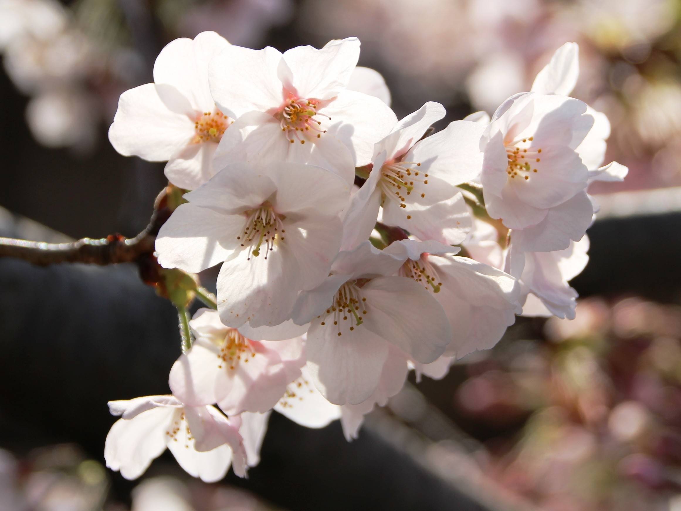 kana180326-2.jpg