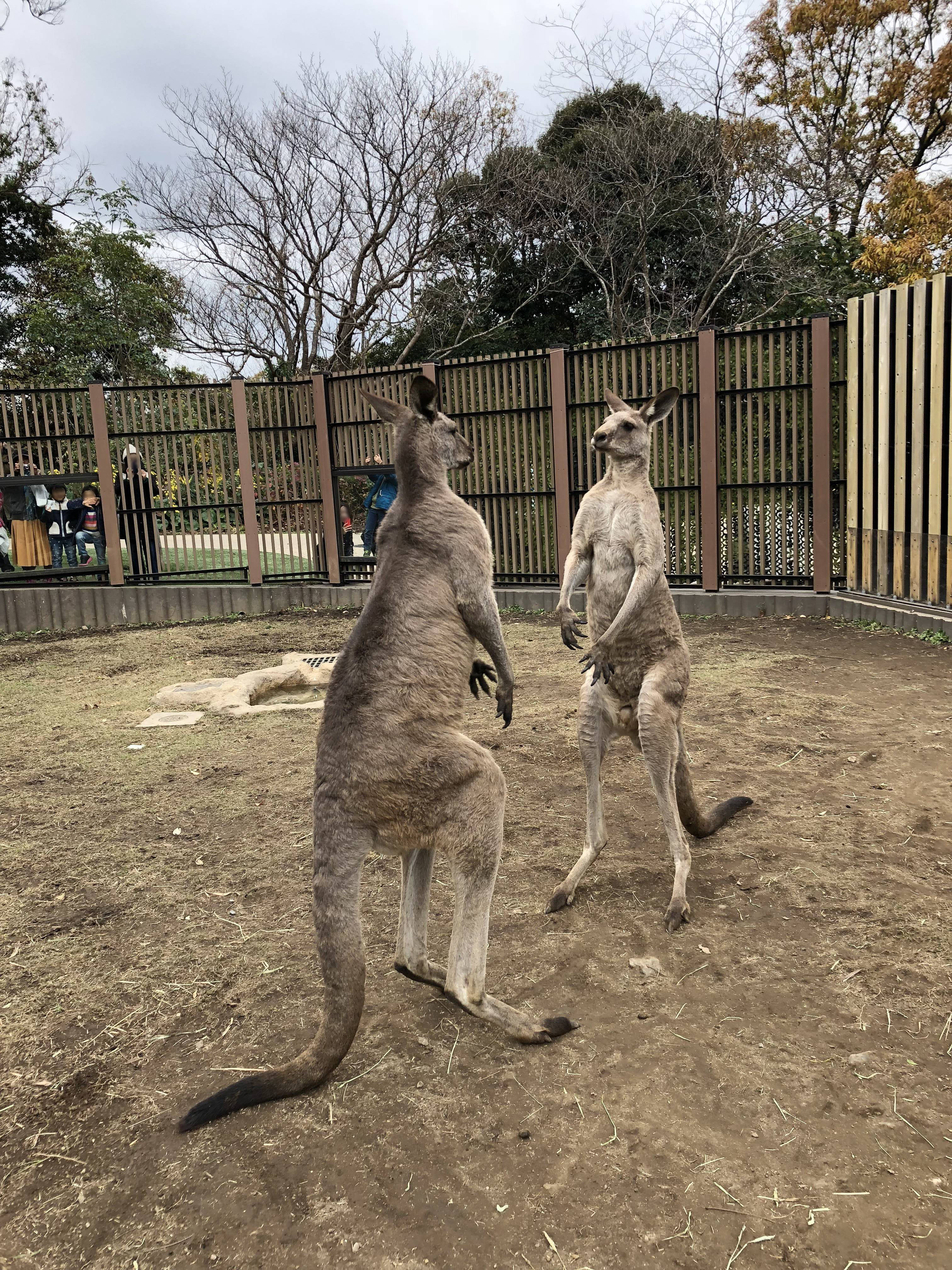 オスたちのケンカ Oh カンガルー 金沢動物園公式サイト 公益財団法人 横浜市緑の協会 オスたちのケンカ Oh カンガルー 金沢動物園公式サイト 公益財団法人 横浜市緑の協会