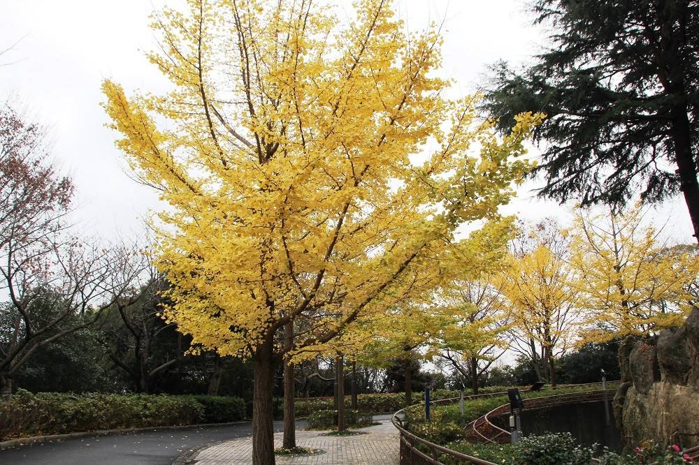 181130イチョウ3.jpg