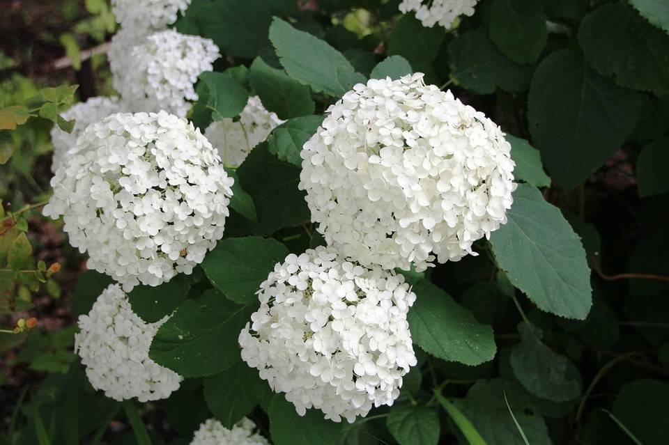 IMG_7779.jpg