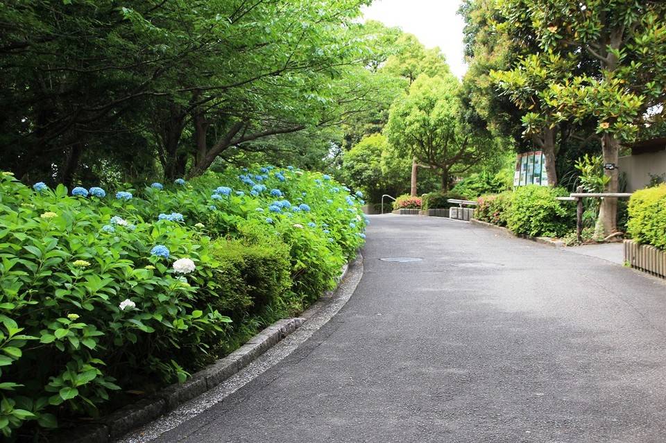 インドサイ前.jpg