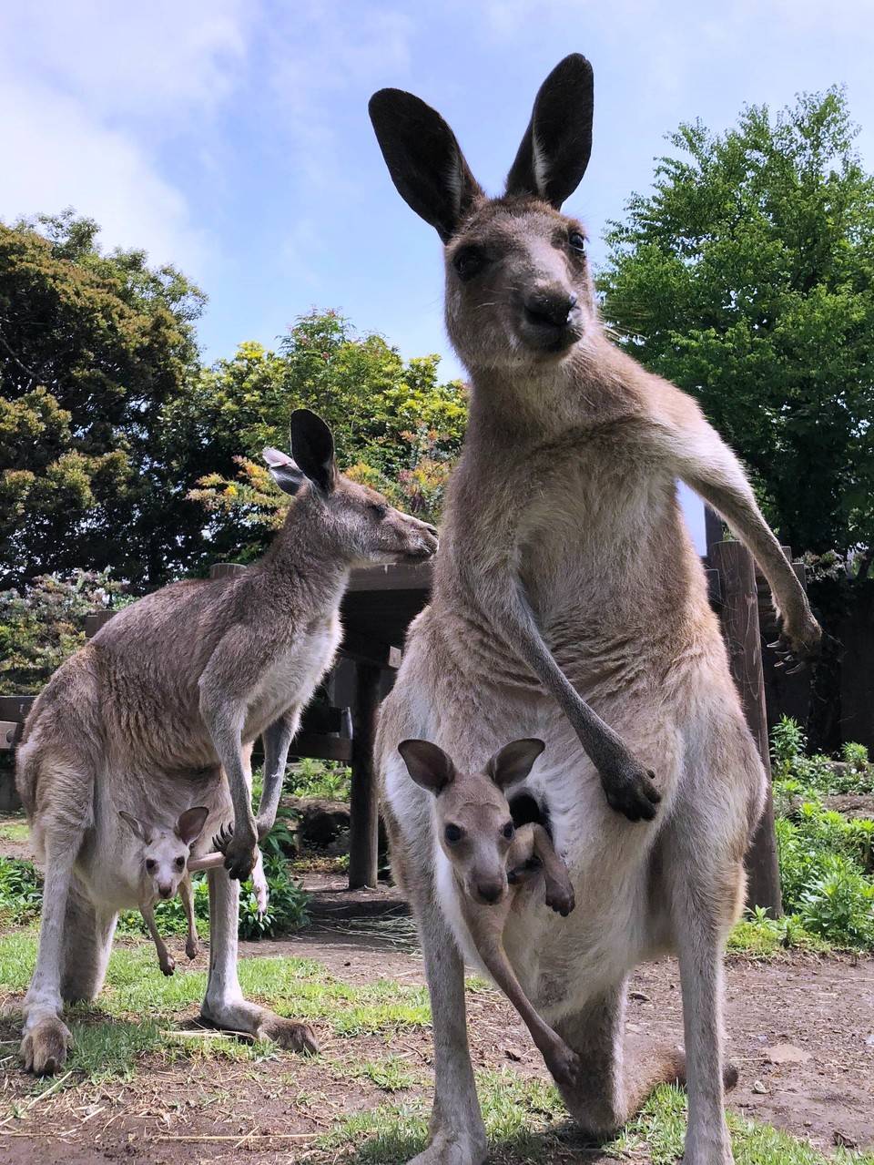 オオカンガルーのウォークスルーのご利用時間について お知らせ 金沢動物園公式サイト 公益財団法人 横浜市緑の協会 オオカンガルーのウォークスルーのご利用時間について お知らせ 金沢動物園公式サイト 公益財団法人 横浜市緑の協会