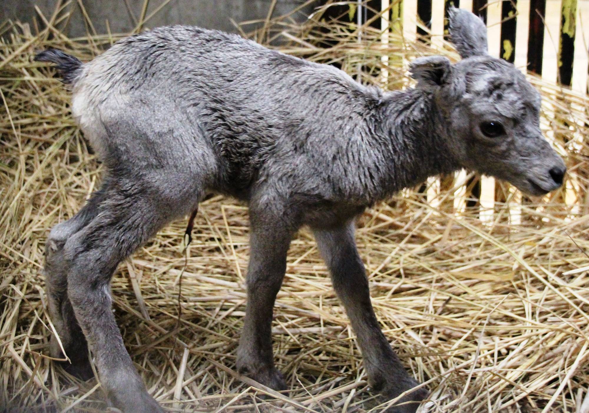 平成28年7月26日撮影 オオツノヒツジの赤ちゃん.jpg