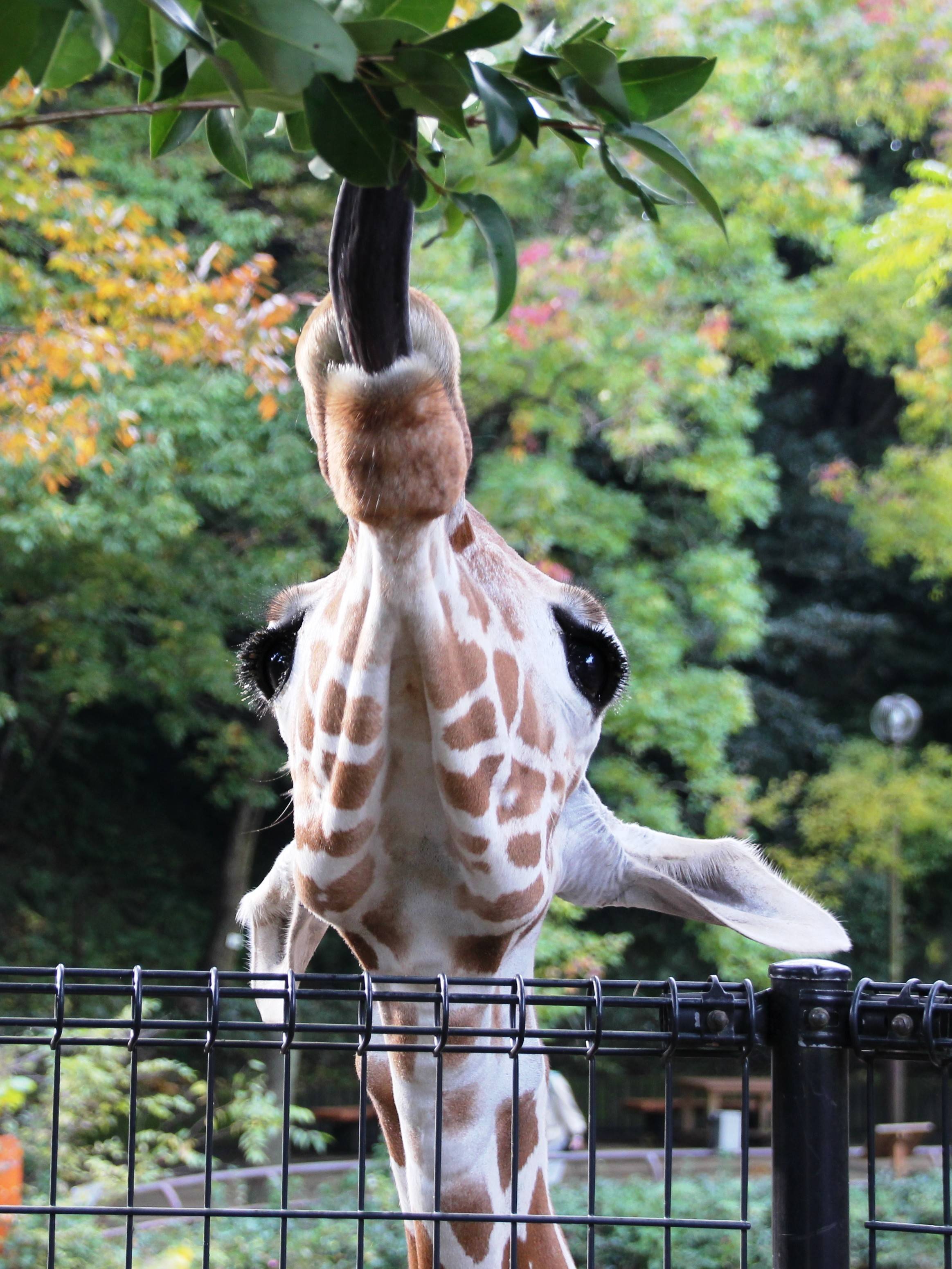 目のつけどころが こぼれ話 金沢動物園公式サイト 公益財団法人 横浜市緑の協会