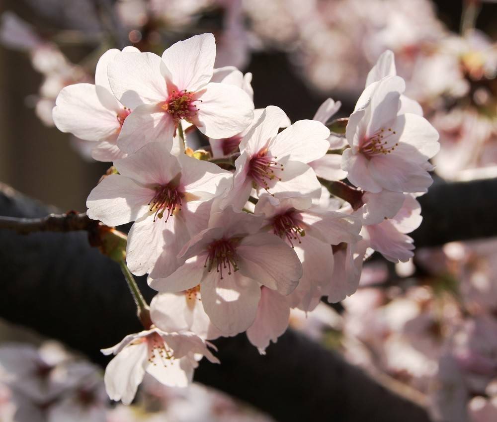 kana180328-2.jpg