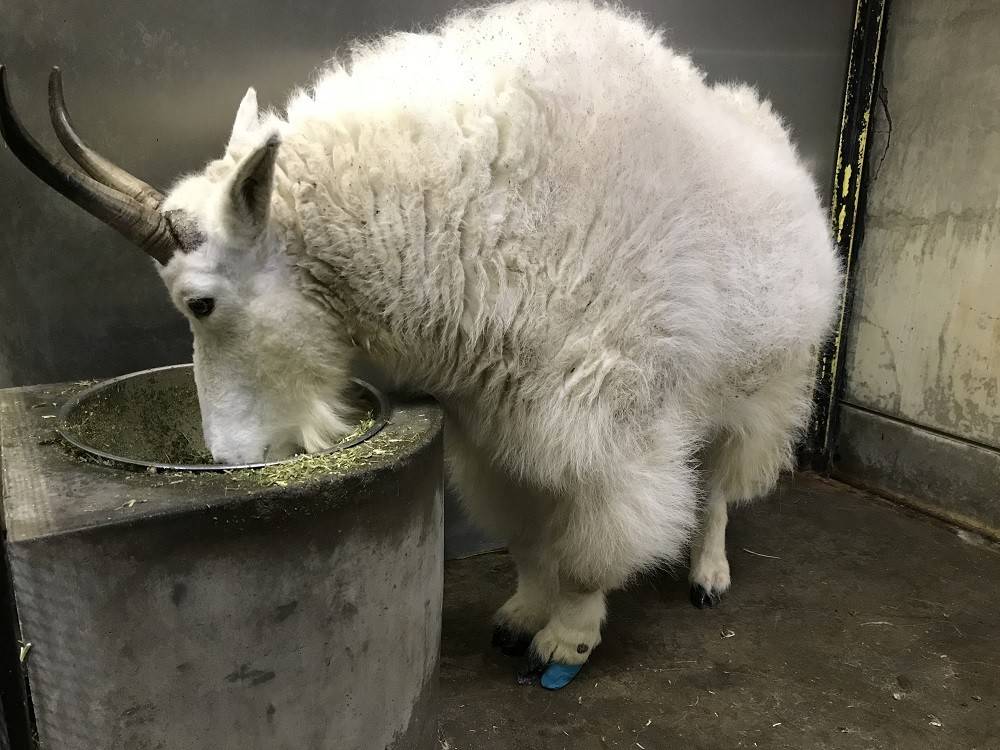 ko190324-penke (4).jpg