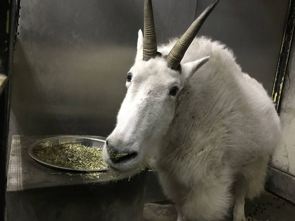 ko190324-penke (5).jpg