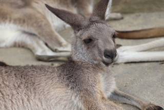 一緒にカンガルーの名前を覚えよう!!1.jpeg