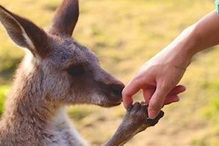 一緒にカンガルーの名前を覚えよう キクラゲ編⑤.jpeg