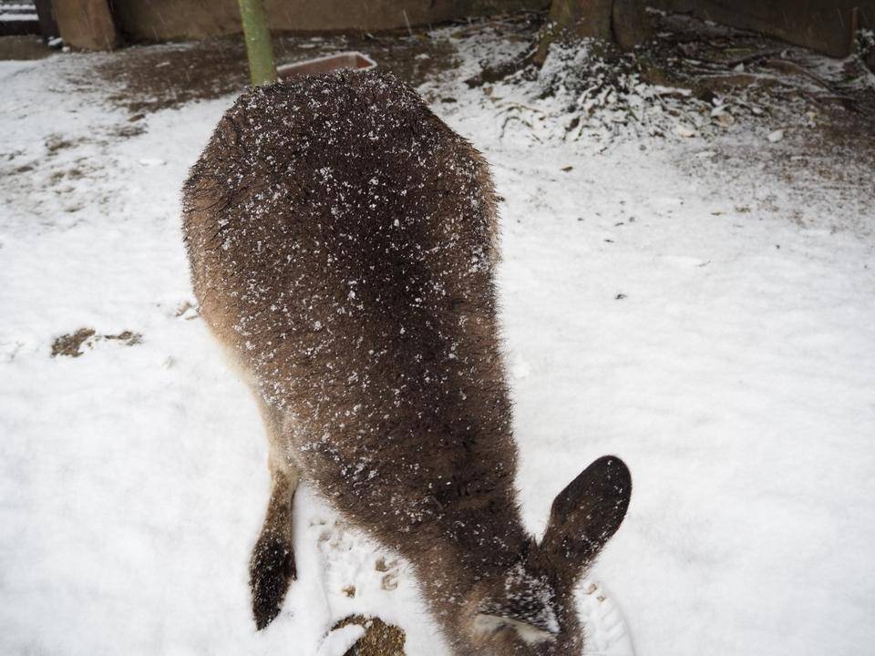 雪とカンガルー4.jpg