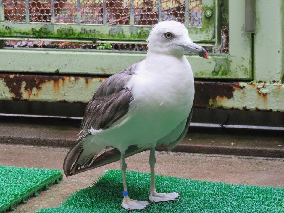 ウミネコ.jpg