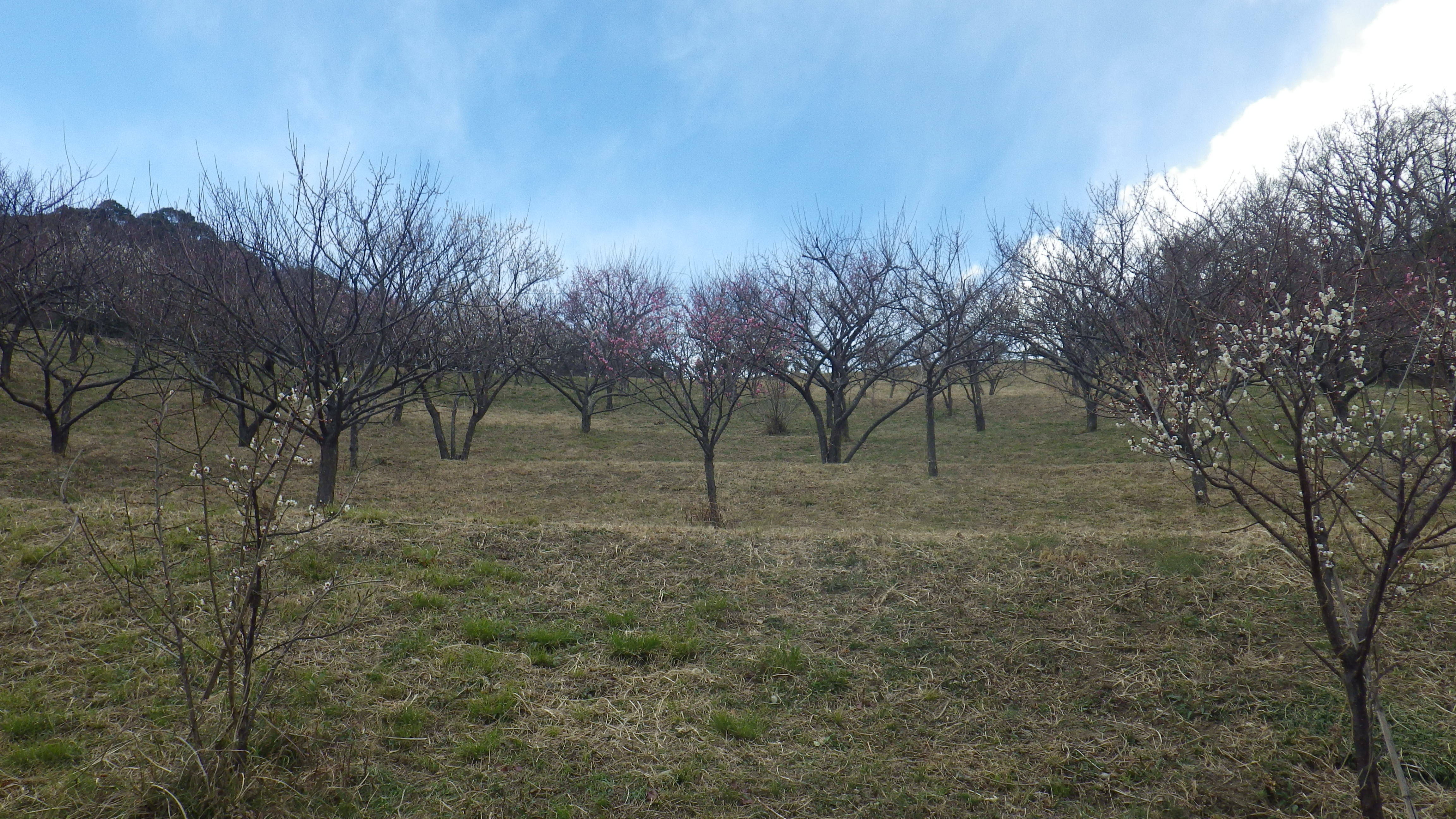 ha20180118-1写真1.jpg
