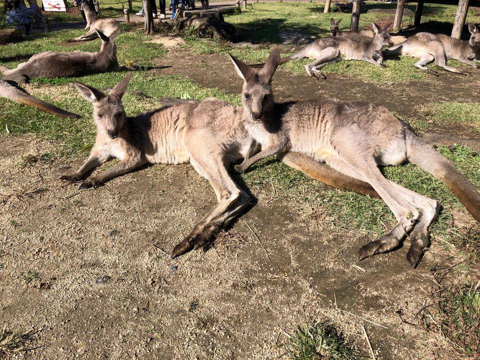 のんびりカンガルー .jpg