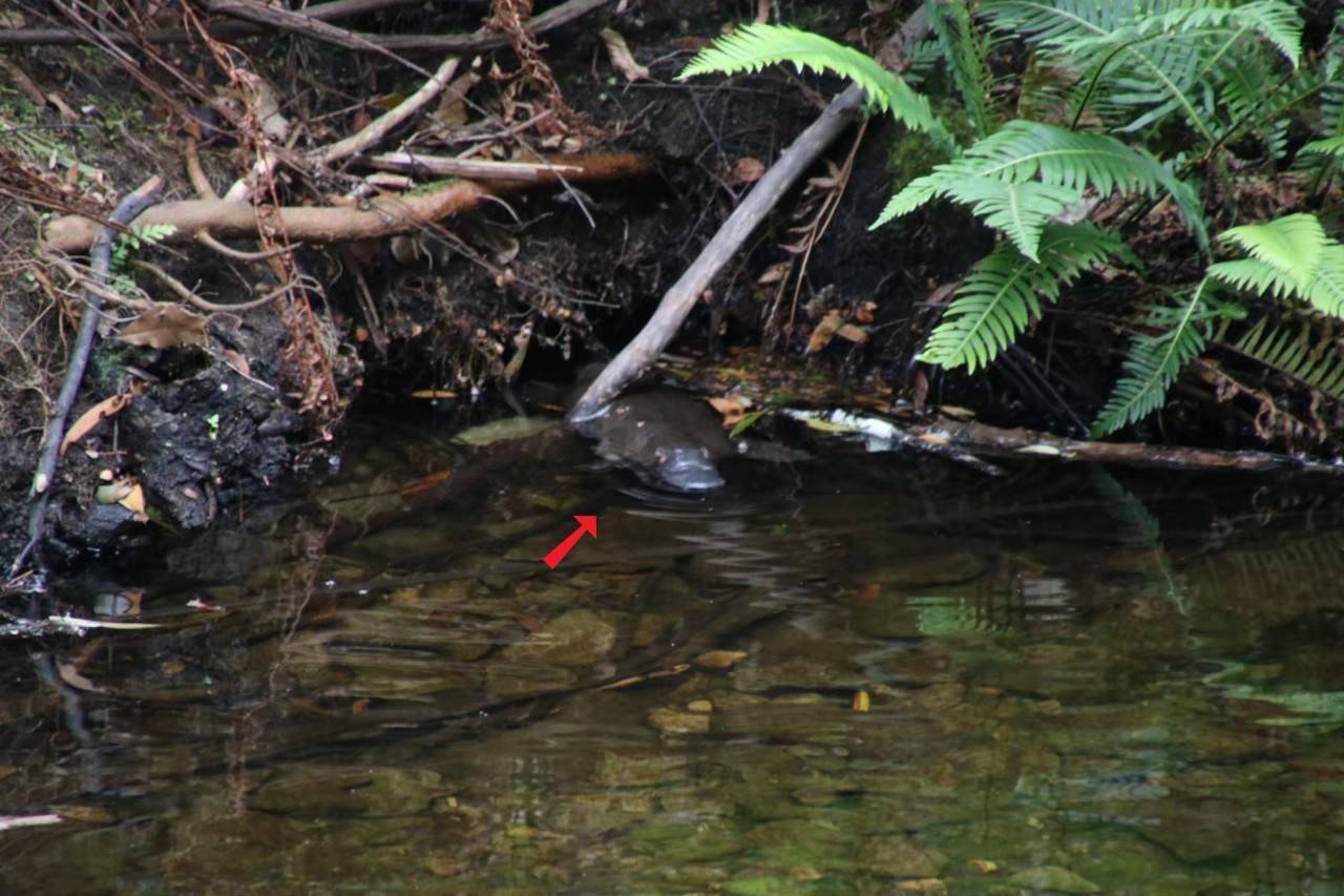写真③　顔をのぞかせるカモノハシ(➚) .jpg