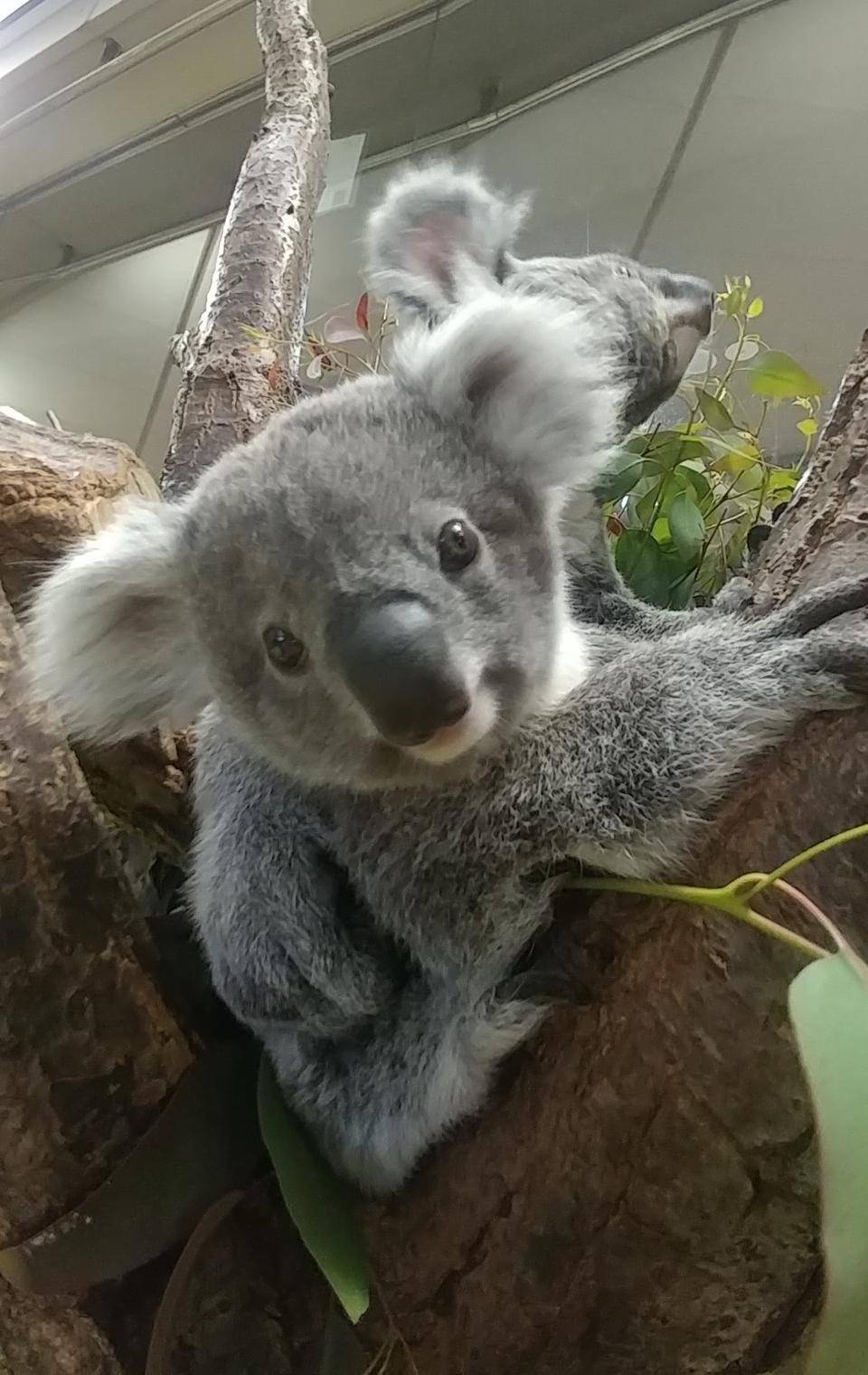 コアラのパーティータイム こぼれ話 金沢動物園公式サイト 公益財団法人 横浜市緑の協会