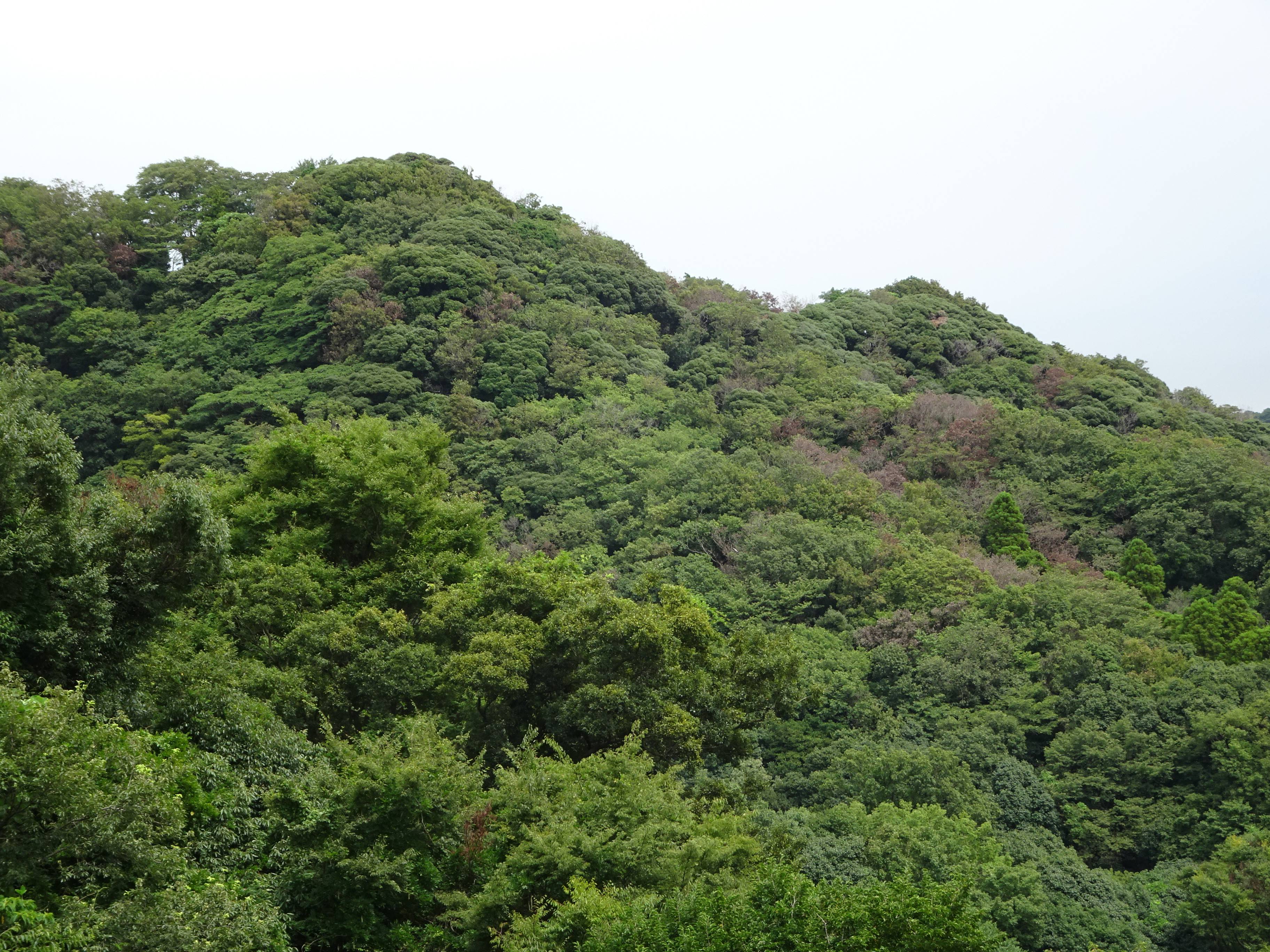 問題発生 ナラ枯れ 身近な自然といろんないきもの 金沢動物園公式サイト 公益財団法人 横浜市緑の協会