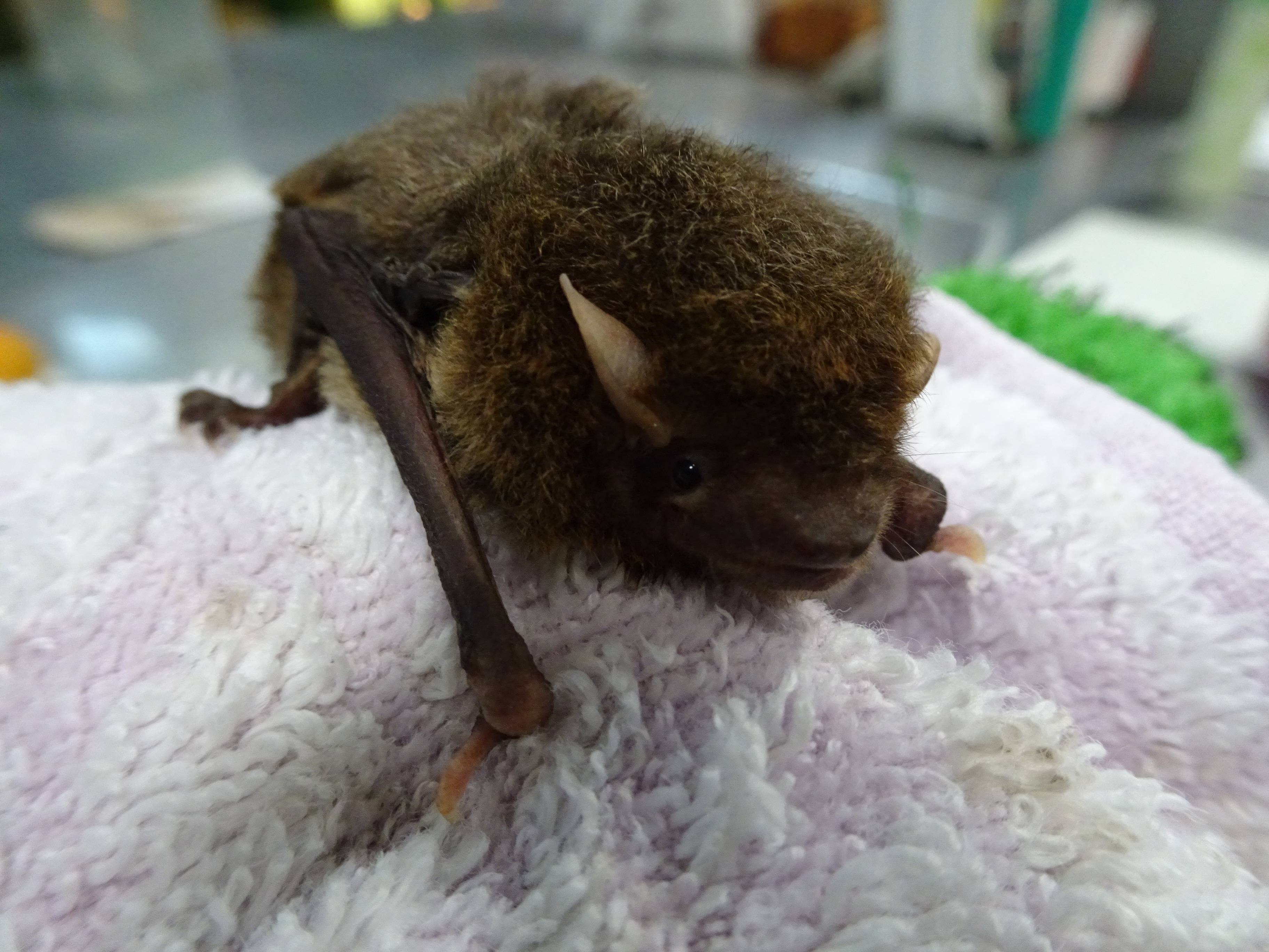 コウモリの保護 身近な自然といろんないきもの 金沢動物園公式サイト 公益財団法人 横浜市緑の協会 コウモリの保護 身近な自然といろんないきもの 金沢動物園公式サイト 公益財団法人 横浜市緑の協会