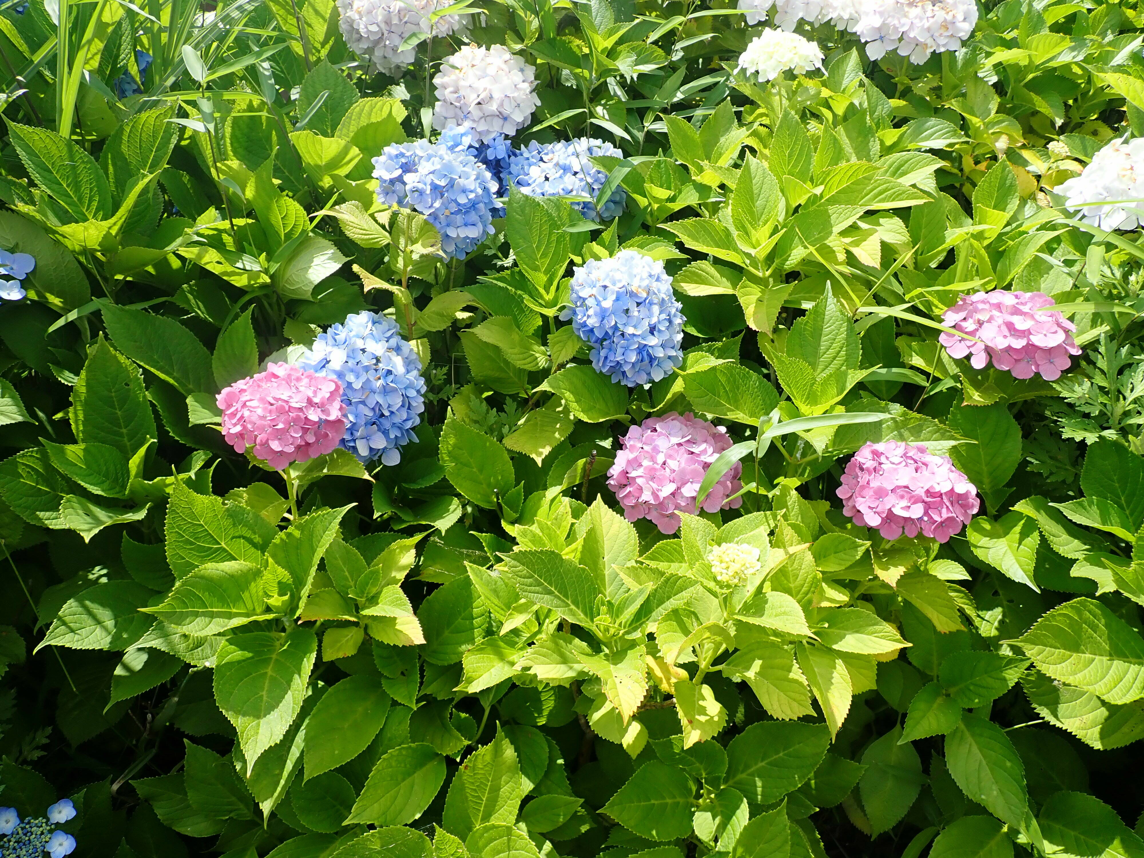 　写真２－３　アジサイ（動物園　清戸橋）.jpg