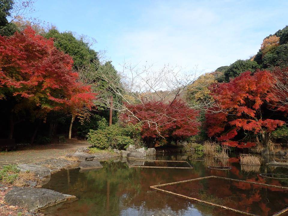 ha20201210-3水の谷紅葉②.jpg