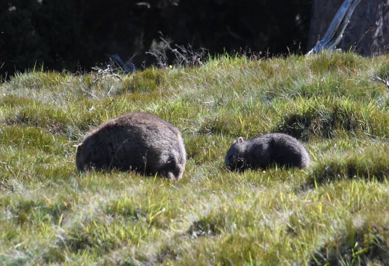 写真③ 子連れのウォンバット2.jpg