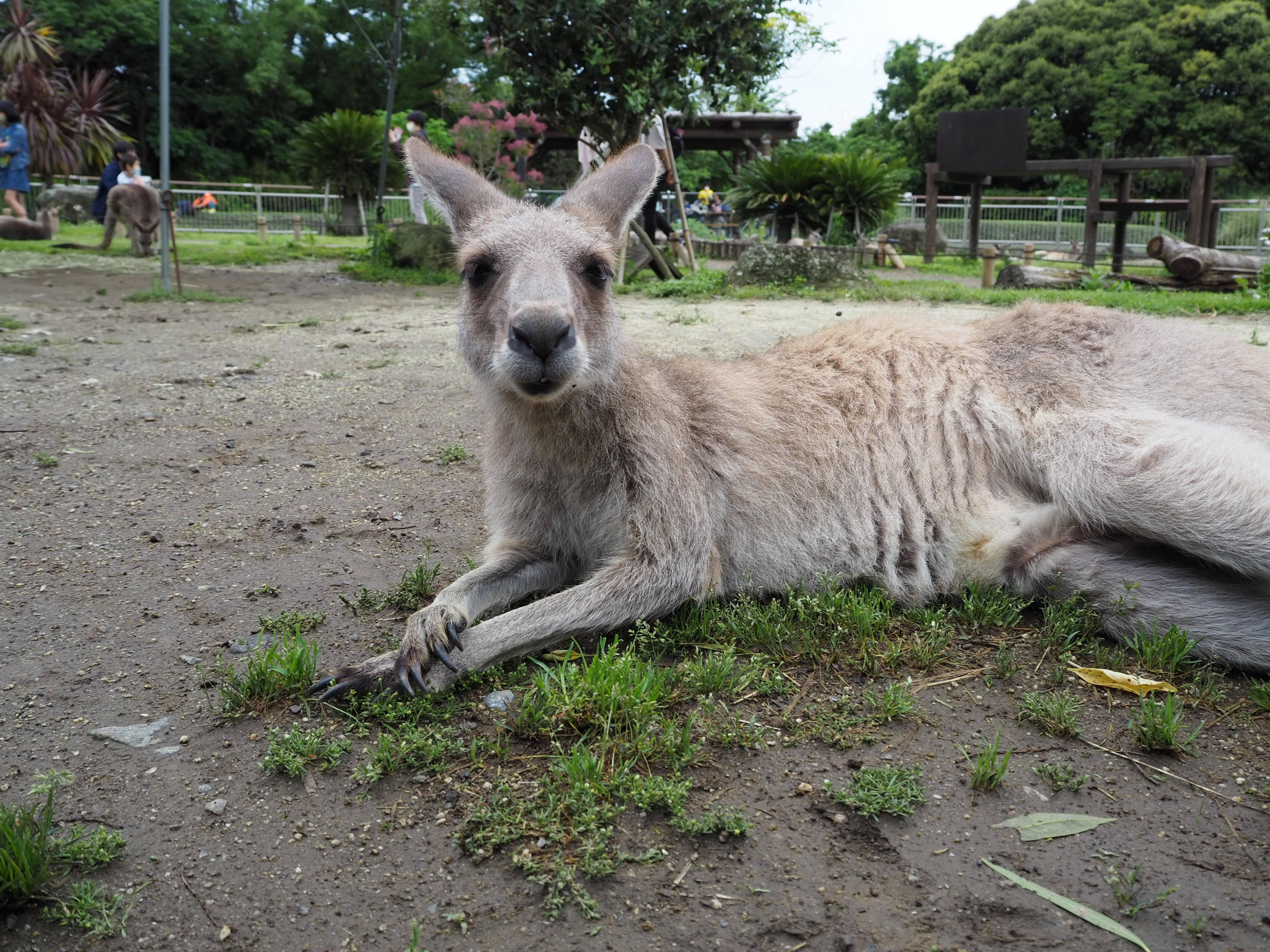 ①寝転がるメスカンガルーの「エス」。.jpg