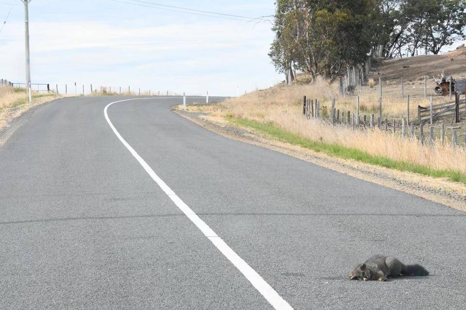 写真⑤ 道路に横たわるフクロギツネ.jpg