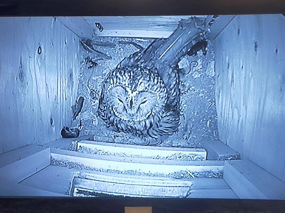 巣箱内のフクロウとエサの動物②.jpg