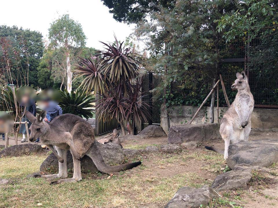 近くで見られるカンガルー .jpg