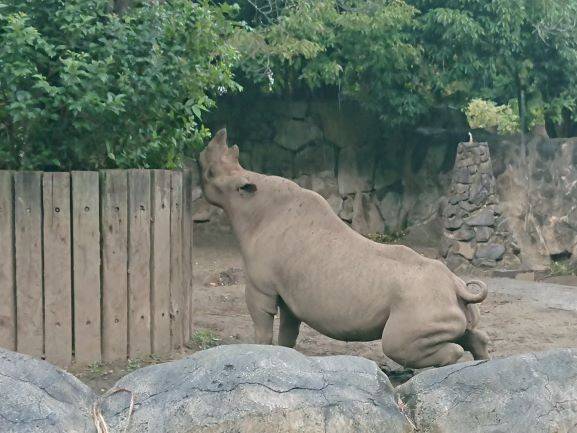 秋の動物観察の勧め クロサイとキリン編 こぼれ話 金沢動物園公式サイト 公益財団法人 横浜市緑の協会