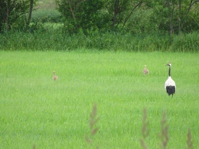 タンチョウ親子.jpg