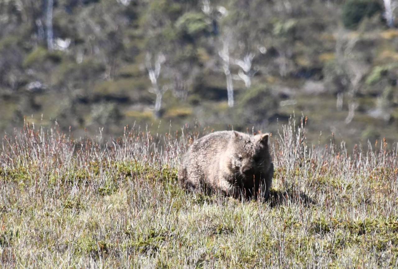 写真⑩ また別のウォンバット.jpg